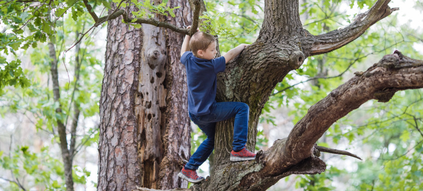 Ein Kind klettert zwischen den Ästen eines Baumes.