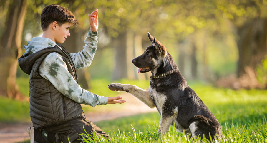 Ein Junge sitzt auf dem Rasen und trainiert einen Hund, ihm die Pfote zu geben.